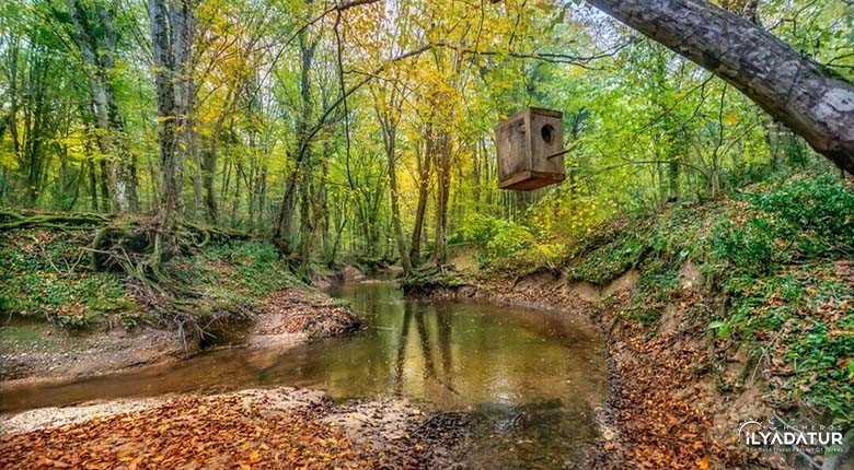 İğneada Dupnisa Mağarası Longoz Ormanları – İlyada Tur